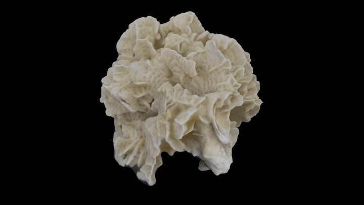 Pavona frondifera 3D Model