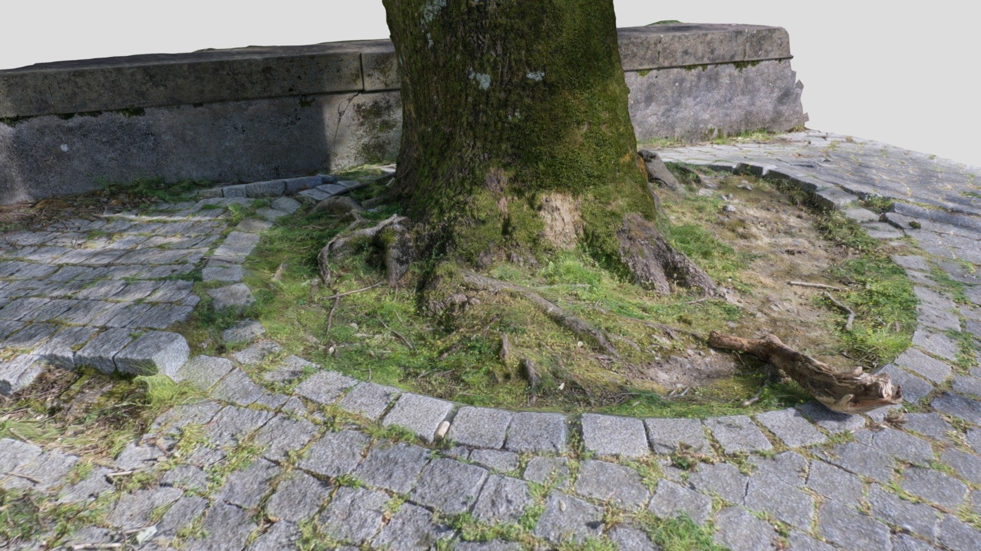Arbol alcorque adoquines