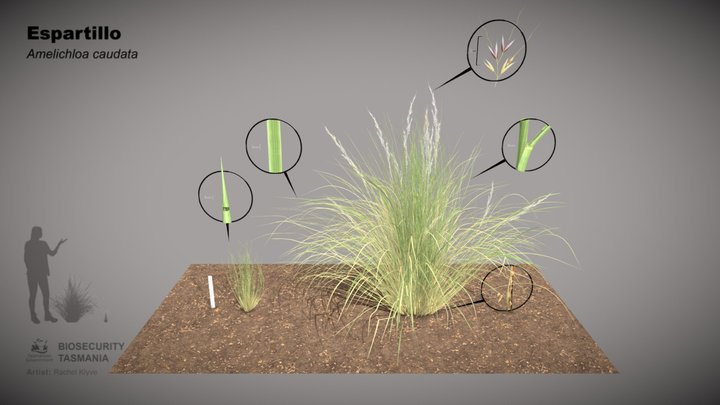 Espartillo (Amelichloa caudata) 3D Model