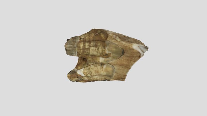 Deer-tooth 3D Model