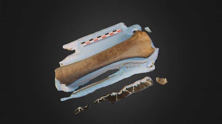 Hueso 3D Model