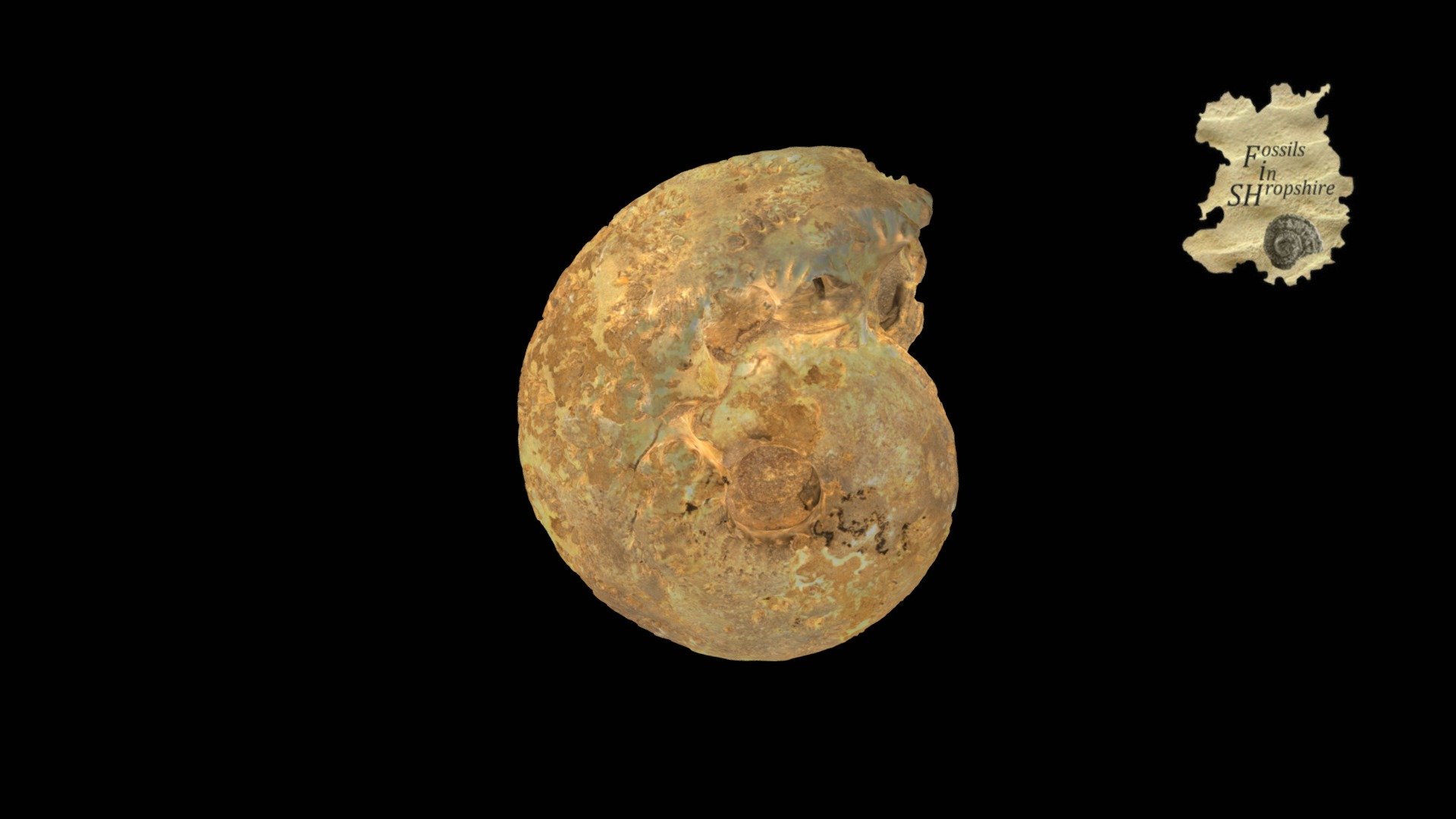 Ammonite