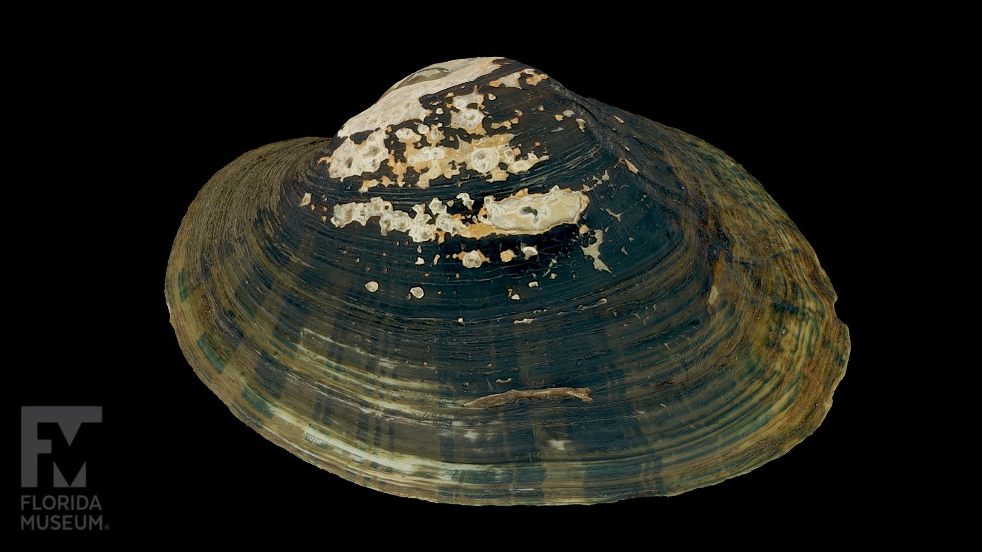 Ochlockonee Arcmussel Freshwater Mussel 3D model by FloridaMuseum
