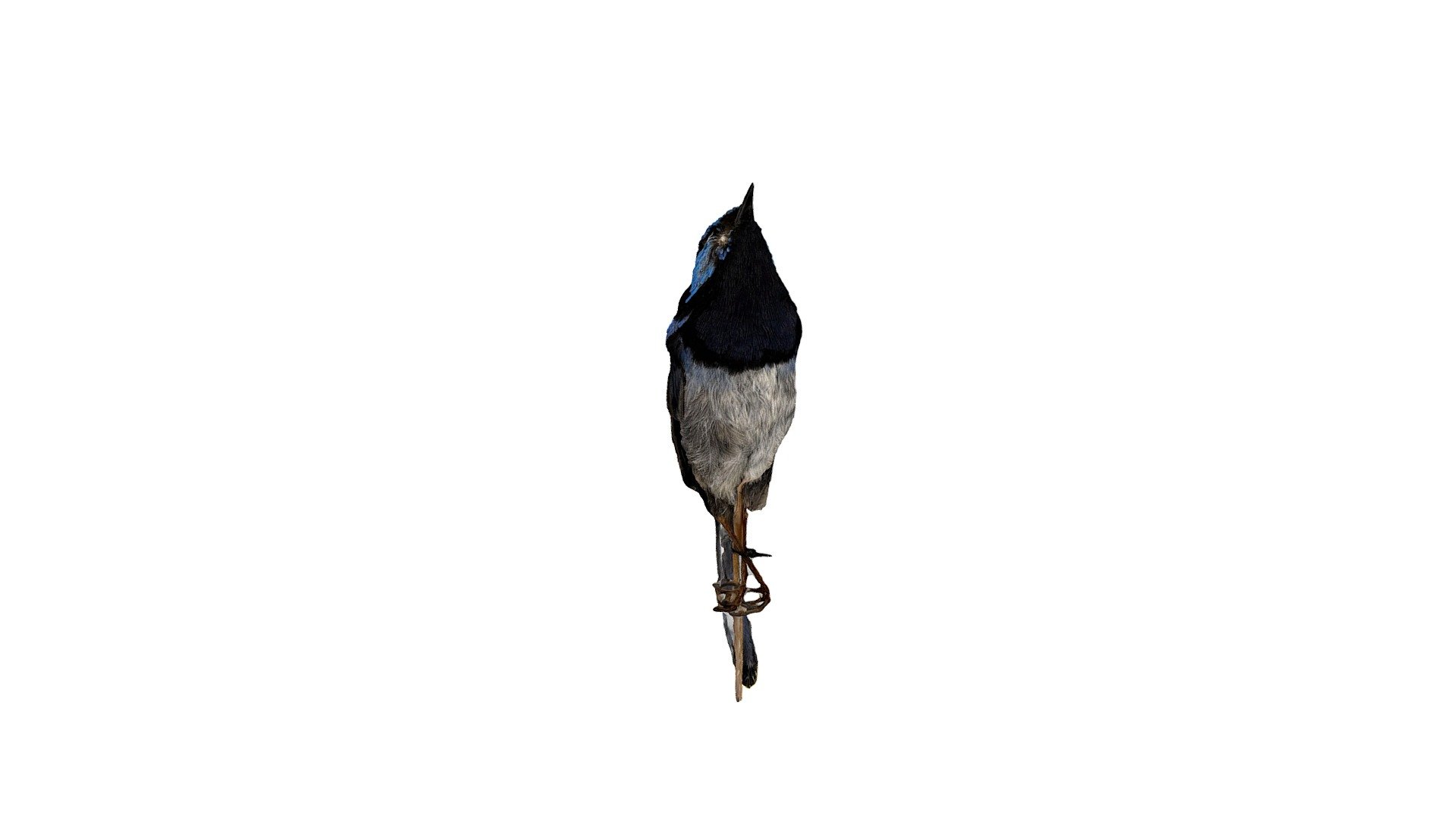 Study Skin - Superb fairy-wren, male ♂ - 3D model by Queen Victoria ...