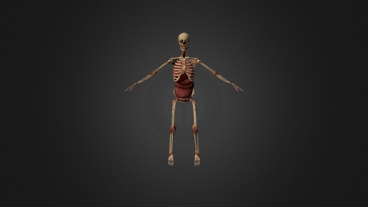 internal_skeleton 3D Model