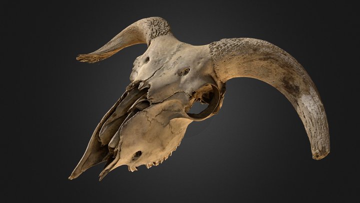 Ram skull 3D Model