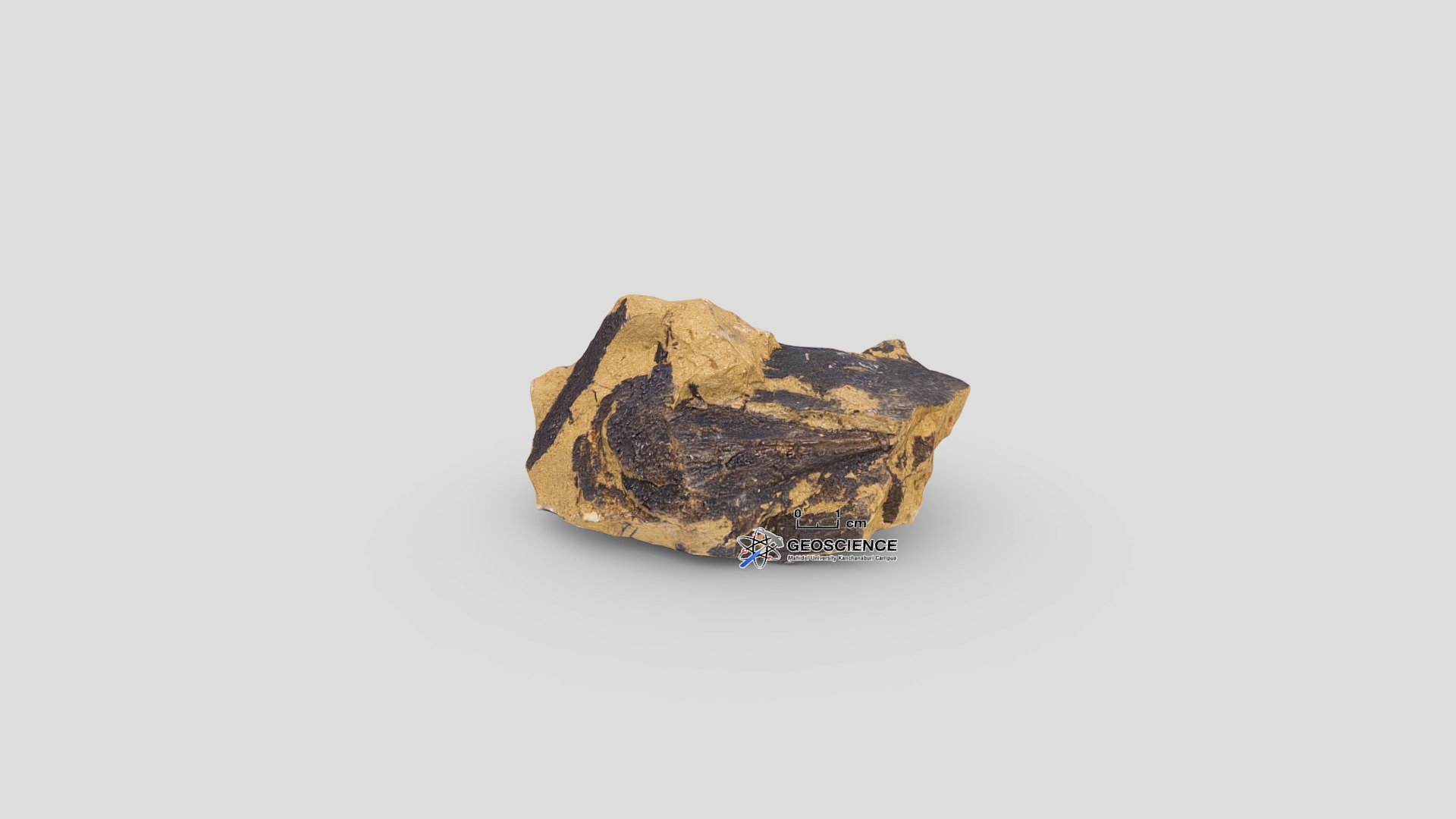 Bivalve