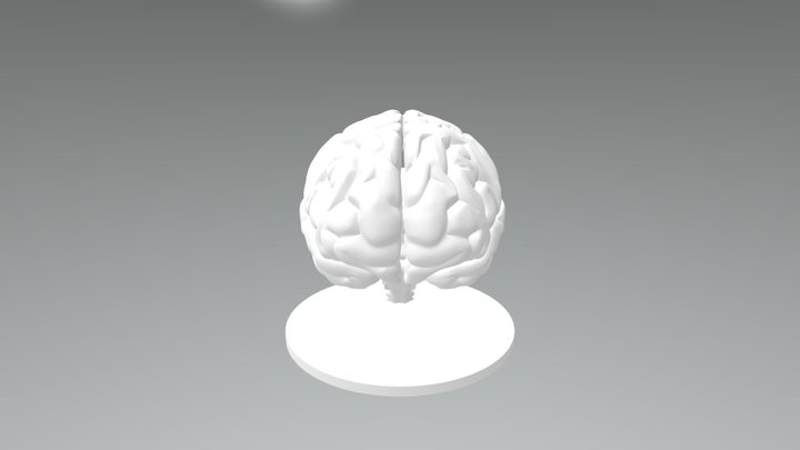 Brain_12cmx12cm 3D Model