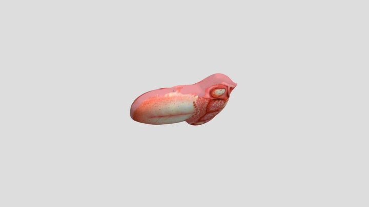 Lidah NURMA 3D Model