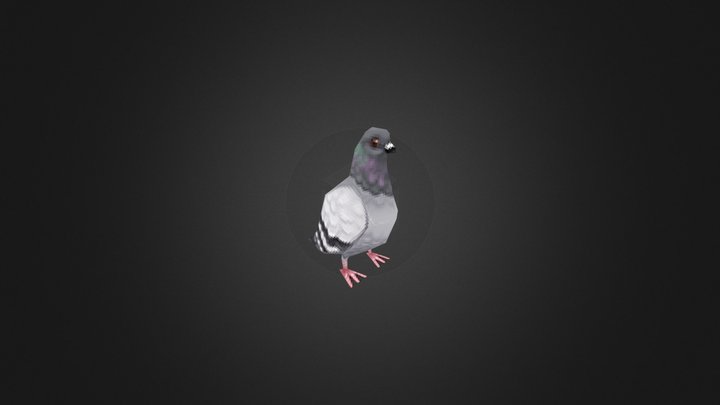 Pigeon 3D Model