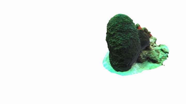 Great Star Coral - Montastrea cavernosa MCAV 3D Model