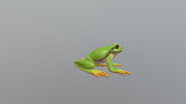 frog-animated-3d-model 3D Model