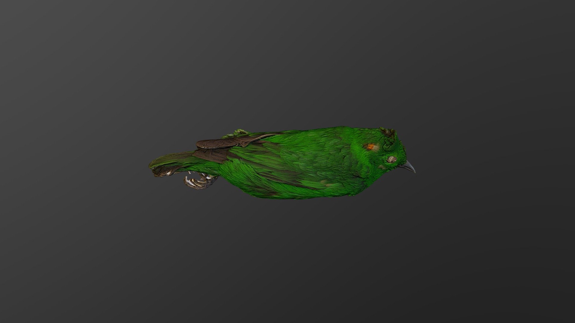 Glistening Green Tanager