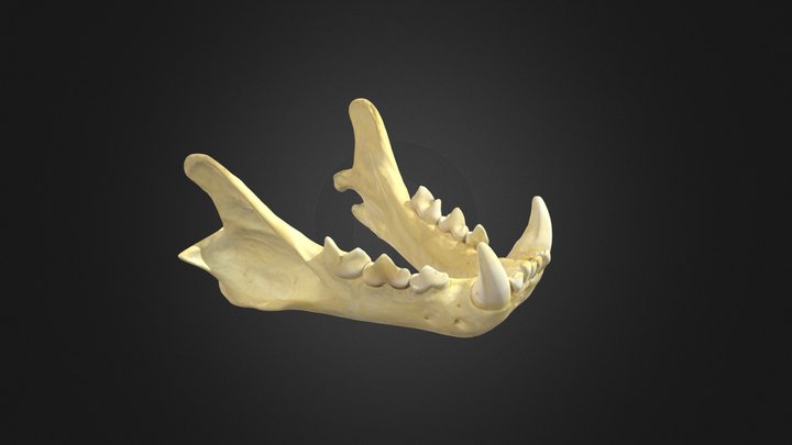 Mandíbula de puma concolor 3D Model