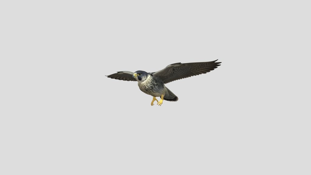 Peregrine Falcon In Flight