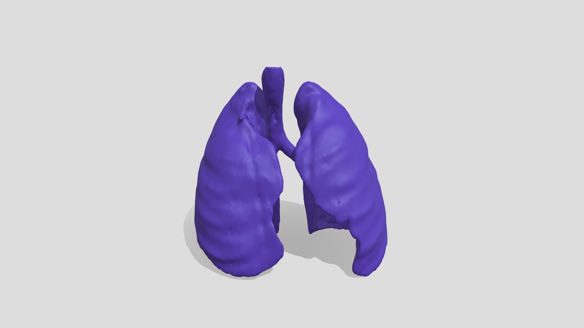 Segmentation_Lungs - 3D model by ashpuente [9edf60d] - Sketchfab