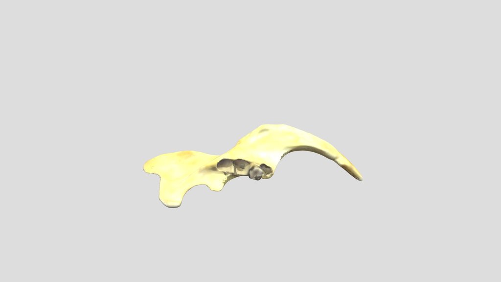 Gibnut right mandible