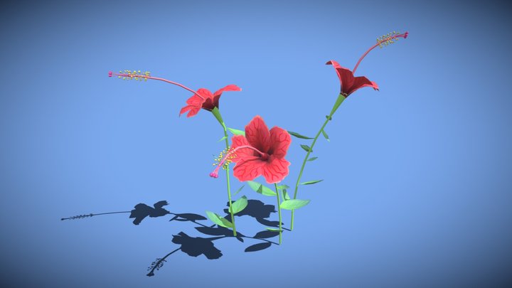 Hibiscus Flower 01 3D Model