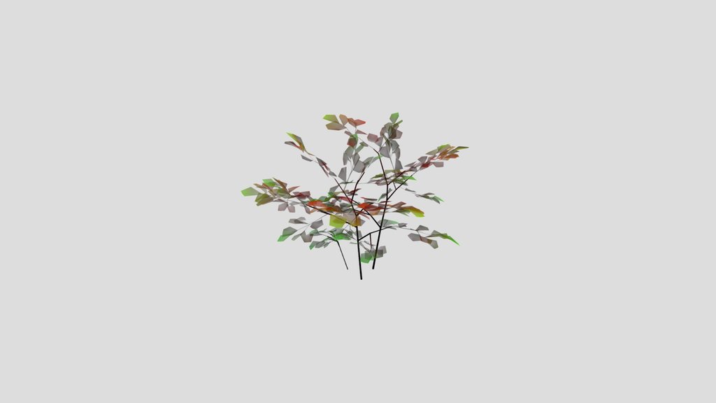 Black Alder Sapling