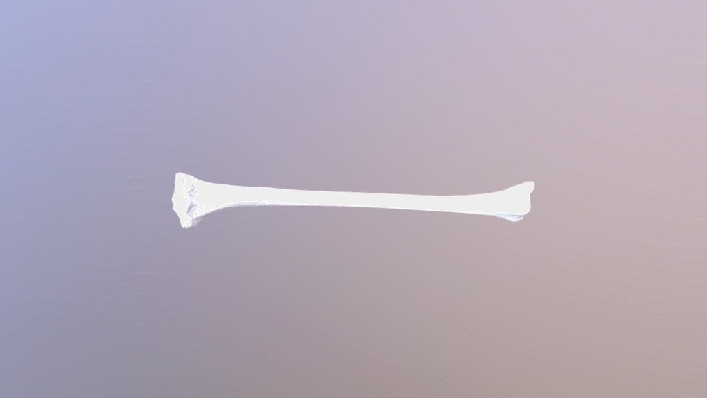 Tibia - warm — Sketchfab embed 3D viewer