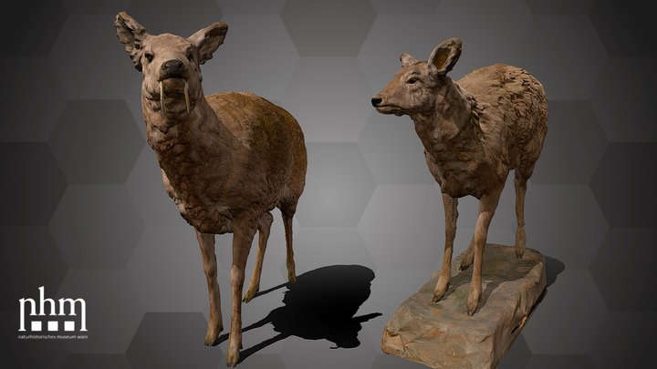 Siberian Musk Deer (NHMW-ZOO-MAMM-ST480 & ST479)