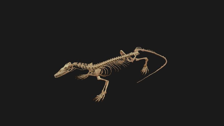 Banded Monitor Lizard 3D Model