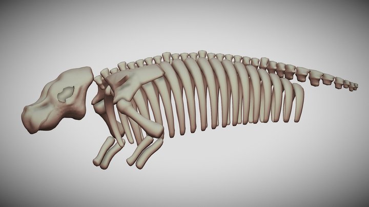 Hydrodamalis gigas Skeleton – Kostenloses 3D-Modell STL