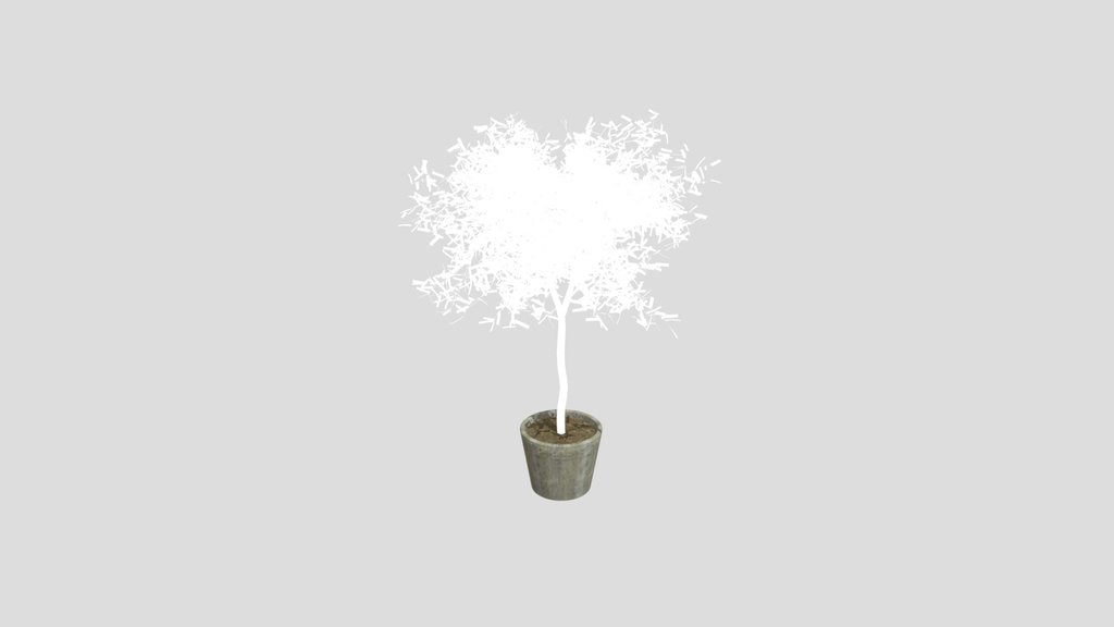 Potted Olive Tree Plant