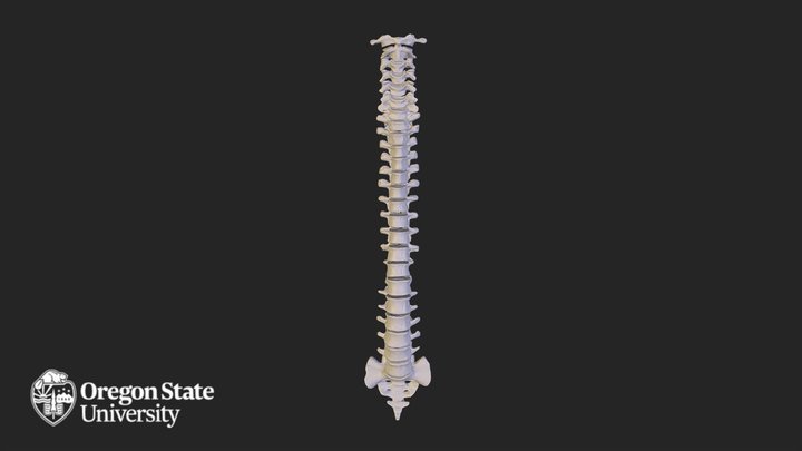 Vertebral Column 3D Model