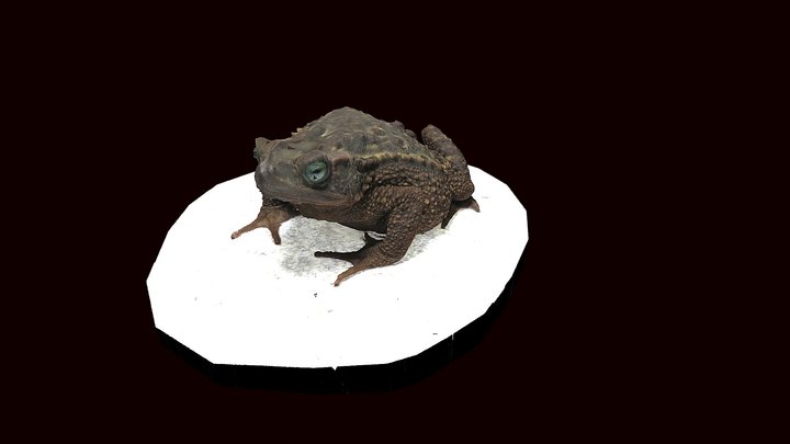 Model 22 - Evergreen Toad – Modelo 3D gratuito STL