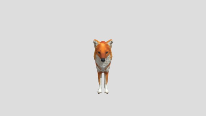 Dhole