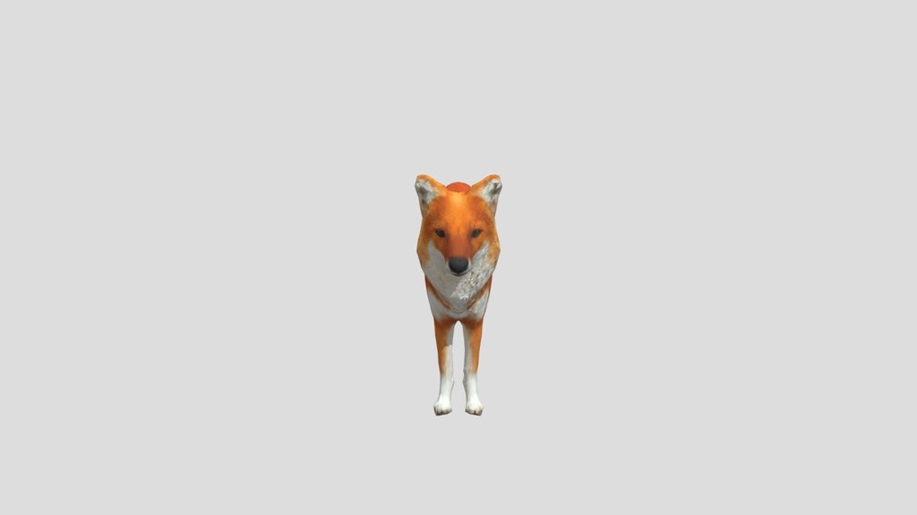 Dhole