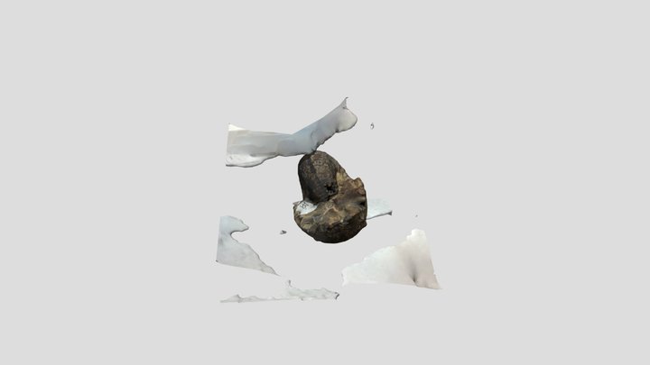 Hoploscaphites conradi Cephalopod 3D Model