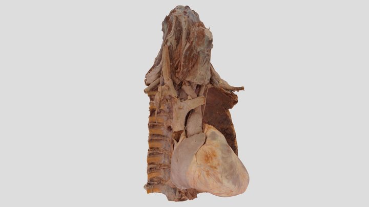 mediastinum 3D Model