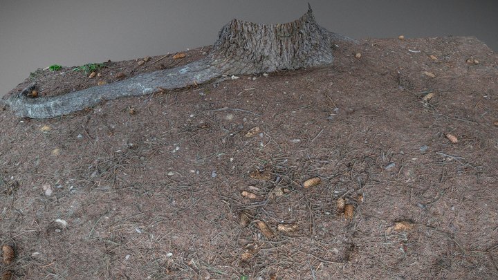 Forest ground soil spruce 3D Model