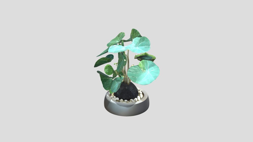 Potted leafy plant