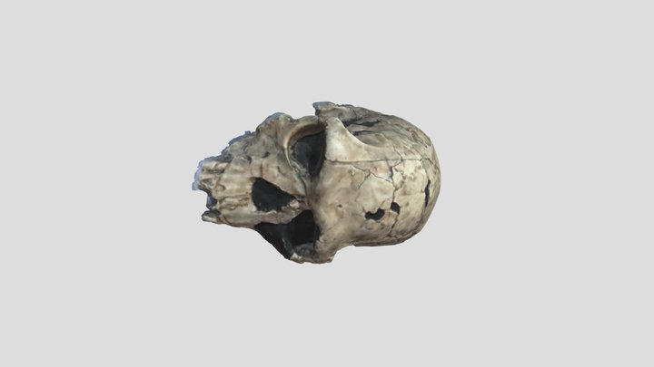 Homo Habilis Final 3D Model