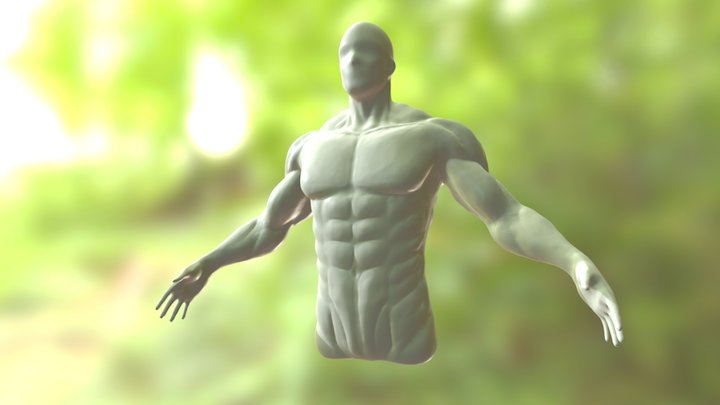 Male Torso 5 120416 3D Model