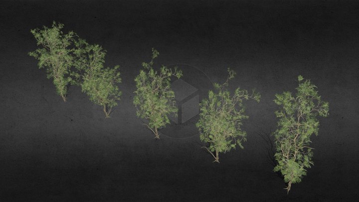 Base Tree Pack 01 3D Model