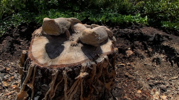 Lizards On A Stump 3D Model