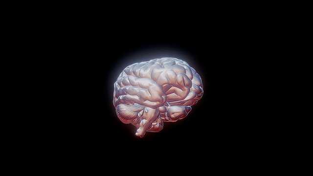Brain 3D Model