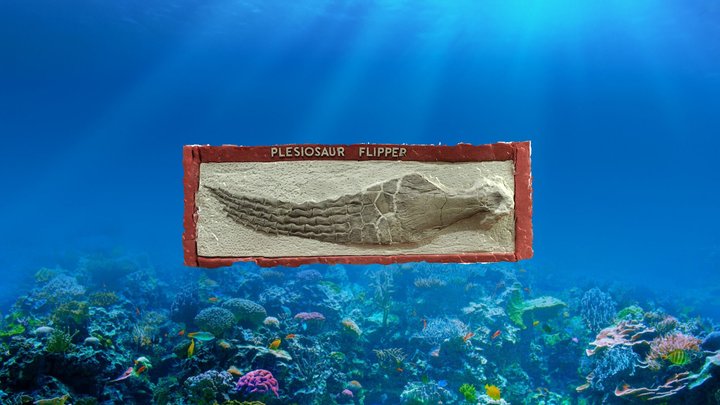 Plesiosaur Flipper 3D Model