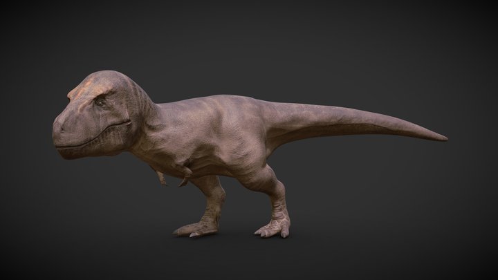 Tyrannosaurus Rex 3D Model