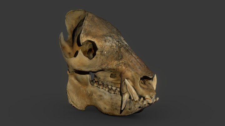 3D Scan Skull - Javelina (Pecari tajacu) 3D Model