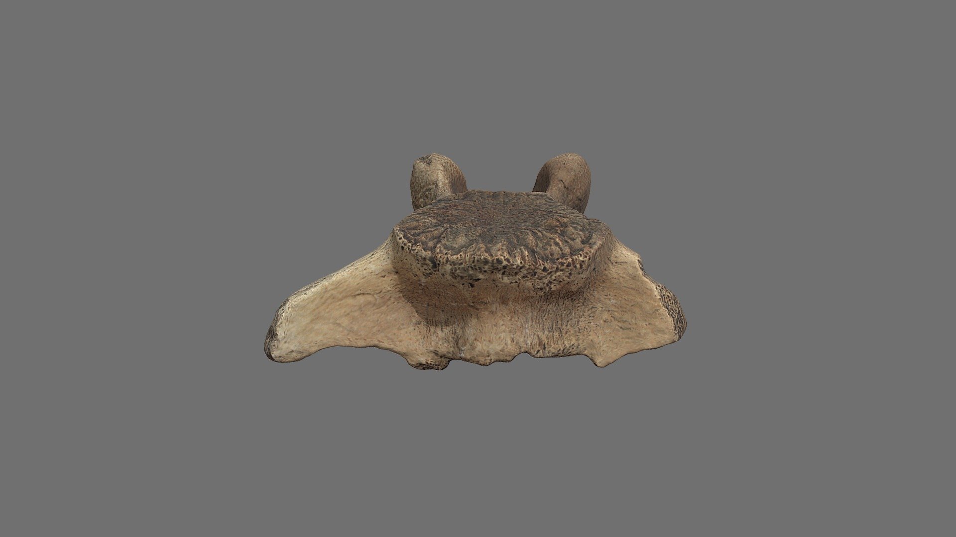 Vertebra_1