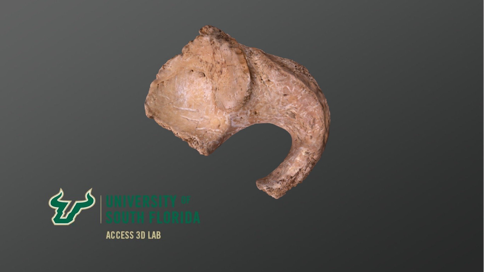 Pelvic Fragment 4