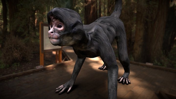 Monkey free 3d model 3D Model
