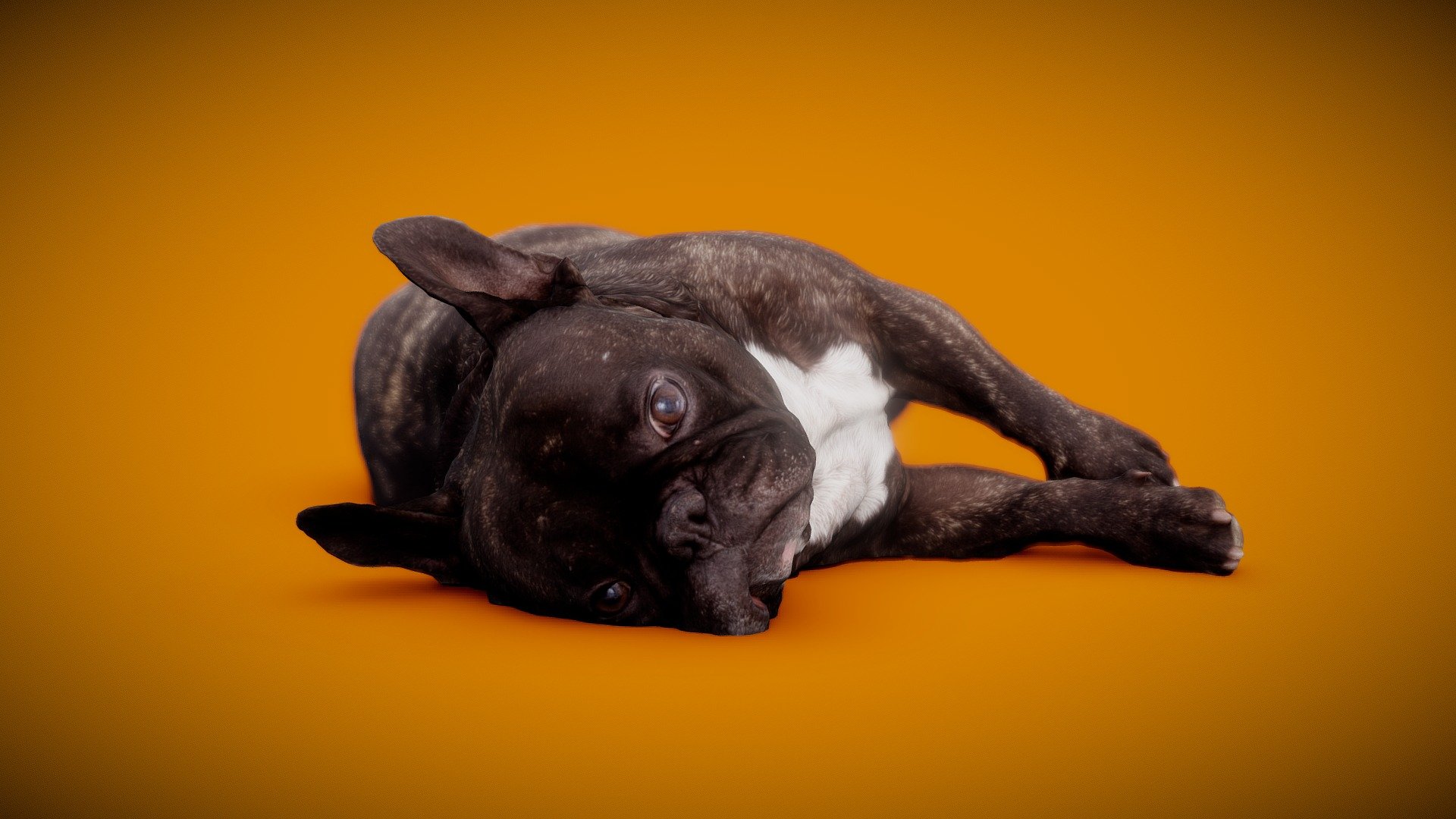 DOG B - 4of13 - Bulldog — Sketchfab embed 3D viewer