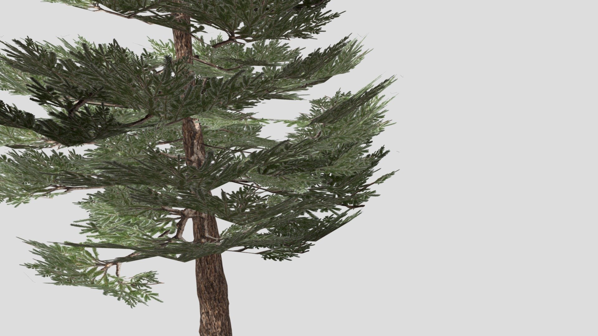 Douglas Fir - 3D model by Urielgc [9f1310d] - Sketchfab