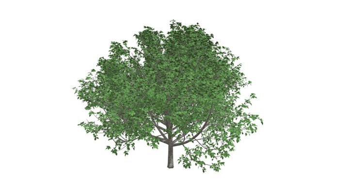 Bradford Callery Pear Tree #06 3D Model